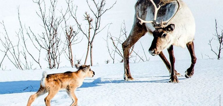 “AILO – UN’AVVENTURA TRA I GHIACCI” raccontato da FABIO VOLO – Al cinema dal 14 novembre, Poster e Trailer