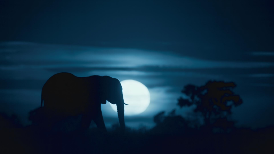“Notte sul Pianeta Terra”, il Trailer Ufficiale della serie documentaristica Netflix che svela il lato dei paesaggi e degli animali durante la notte