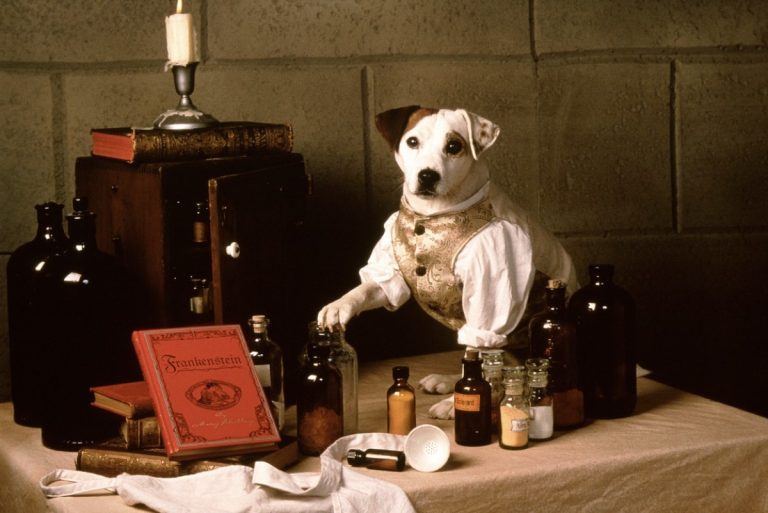 “Wishbone”: Universal e Mattel a lavoro sul film con protagonista il celebre Jack Russell