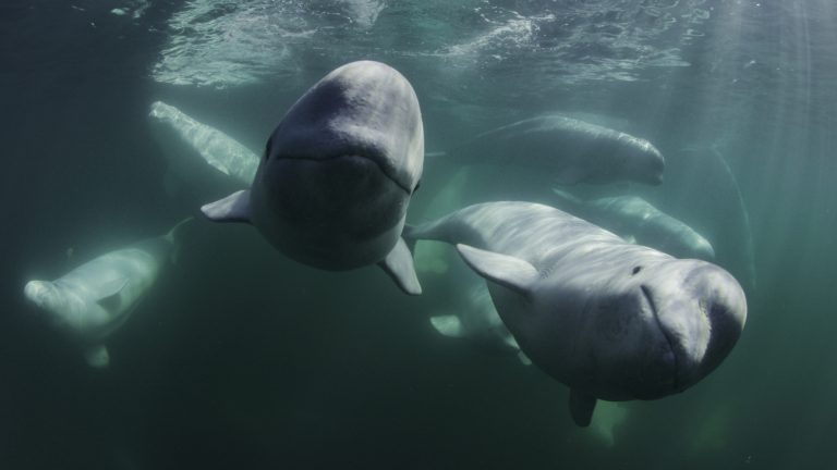 “I Segreti delle Balene”: il Trailer della serie prodotta da James Cameron dal 22 aprile su Disney+