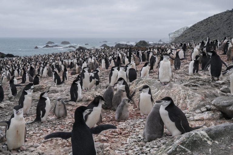 “Disappearing Penguins”: domani 22 maggio il documentario su Sky TG24