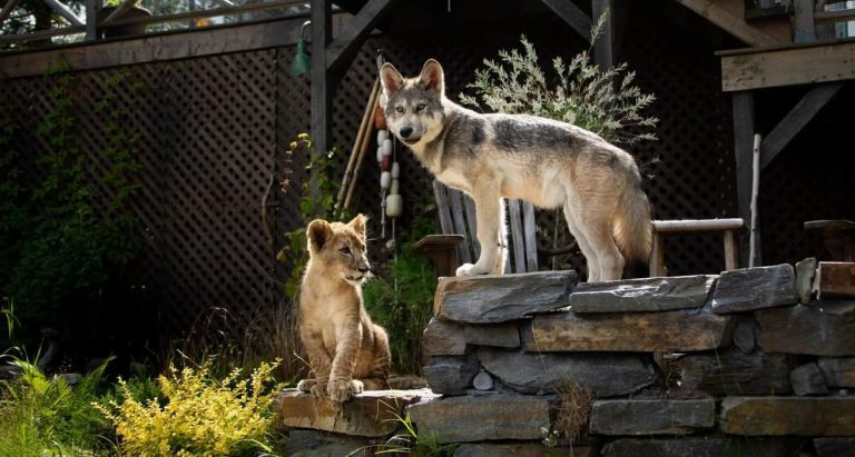 “Il Lupo e il Leone”: il Poster e il Trailer del nuovo film di Gilles de Maistre