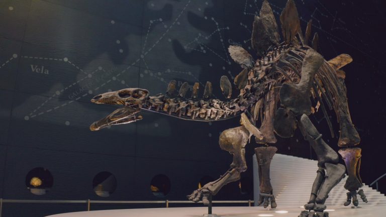 Sky Nature: da lunedì 7 febbraio la serie “Museo di storia naturale – Un mondo di meraviglie”