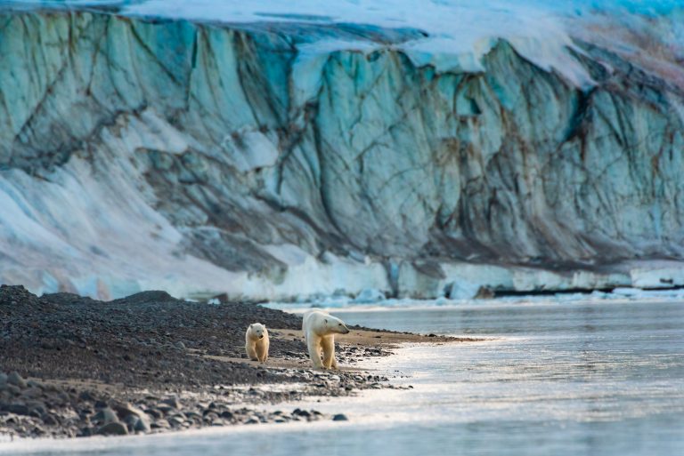 “Polar Bear”: il Poster e il Trailer del film in arrivo per la Giornata della Terra su Disney+