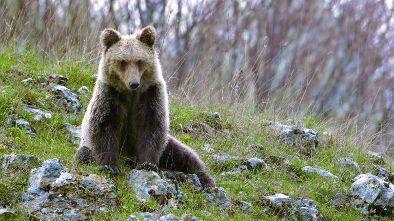 Sky Nature: arriva il 24 settembre “Il Marsicano. L’ultimo orso” il documentario su una delle 15 specie al mondo a rischio estinzione