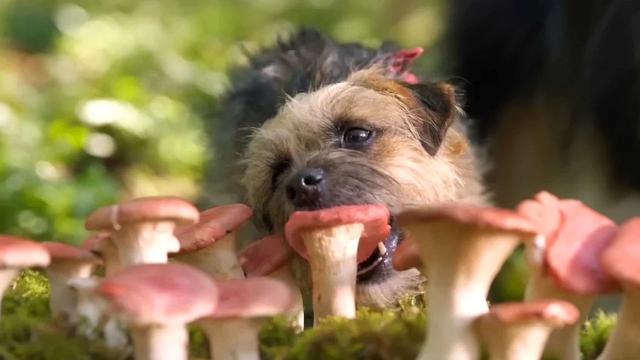 Un cagnolino che mangia dei funghi