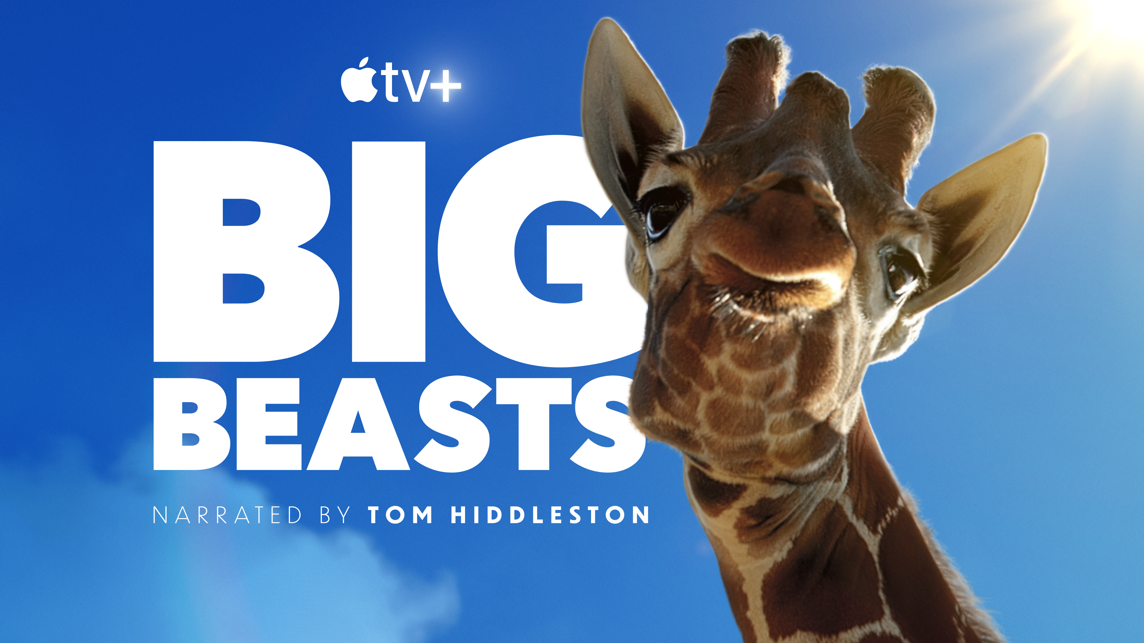 big beasts - una giraffa in primo piano