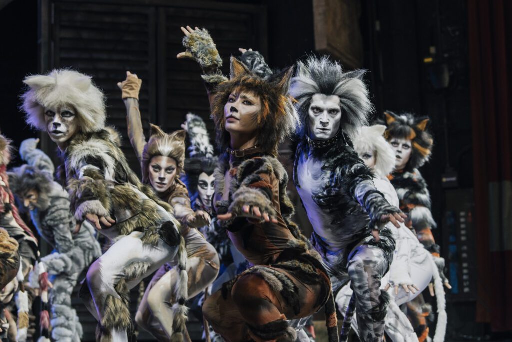 immagine musical cats