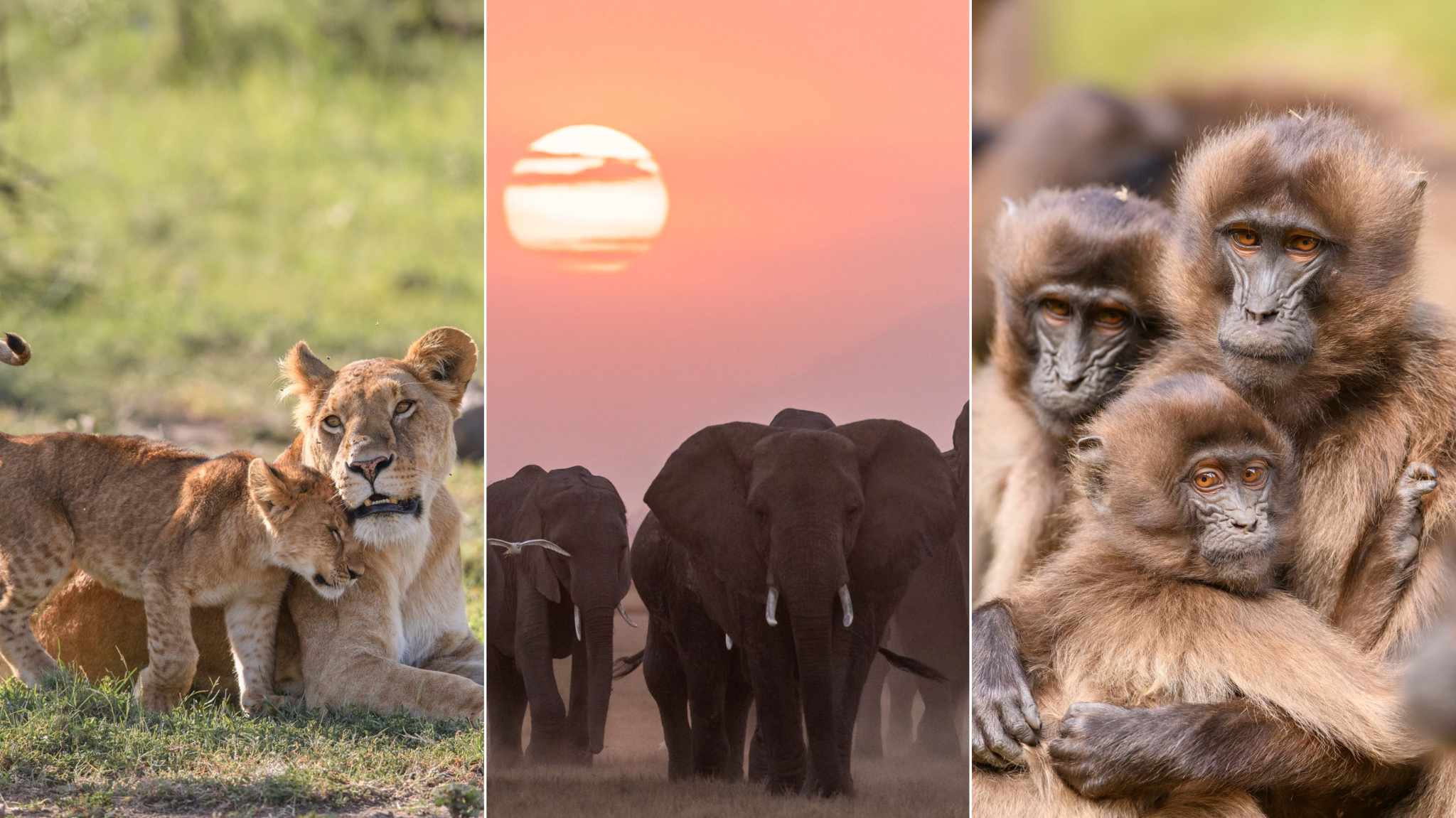 Queens: Le Regine della Natura, il trailer della docuserie in arrivo su Disney+