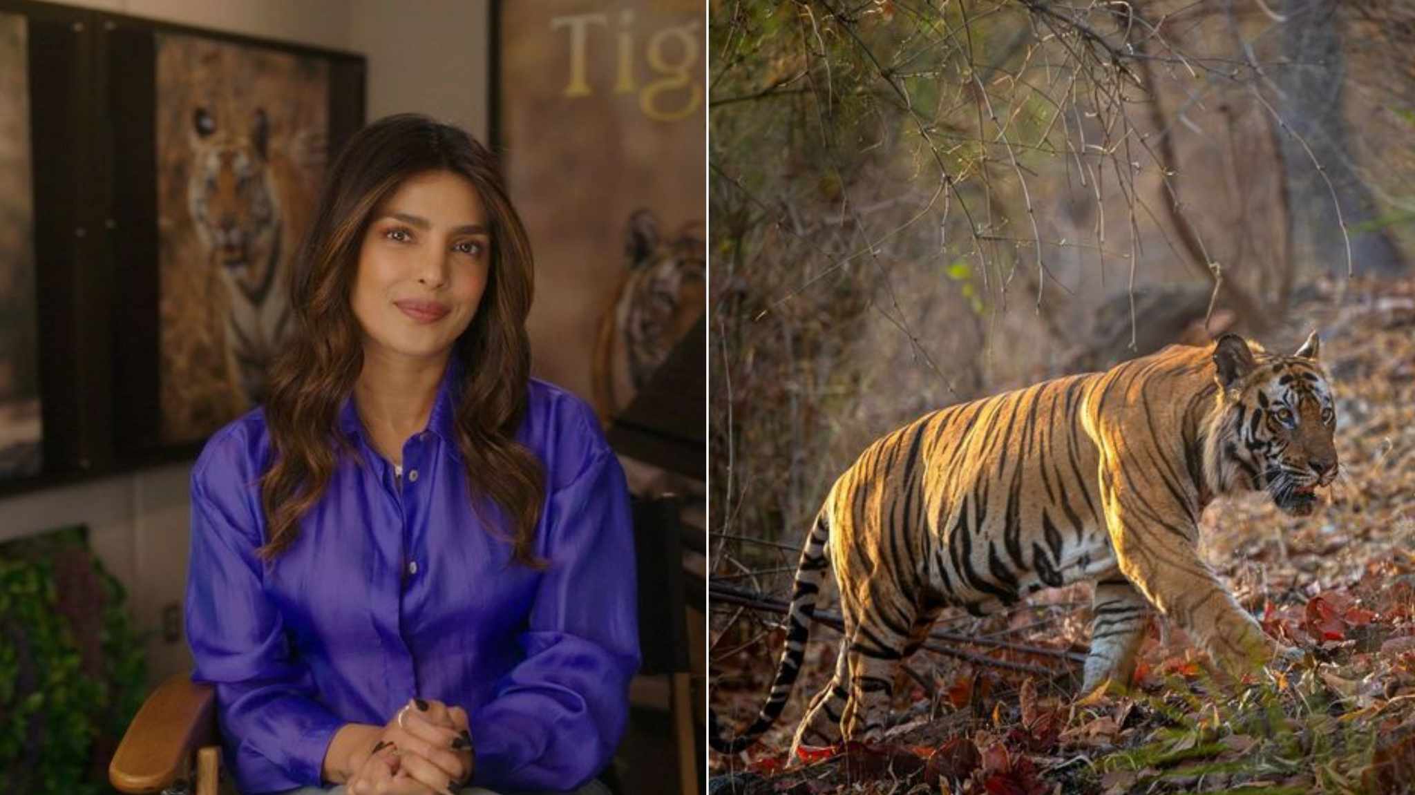 Priyanka Chopra Jonas sarà la voce narrante di Tiger di Disneynature