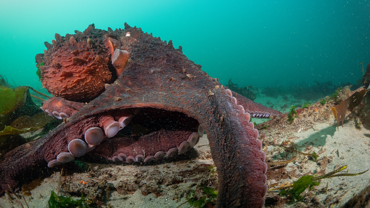 scena i segreti del polpo