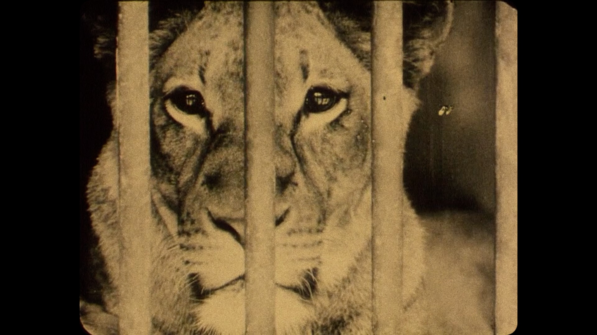 scena Bestiari, Erbari, Lapidari