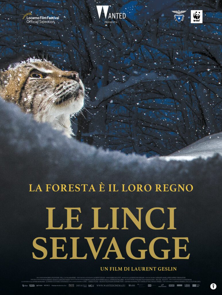 LE LINCI SELVAGGE