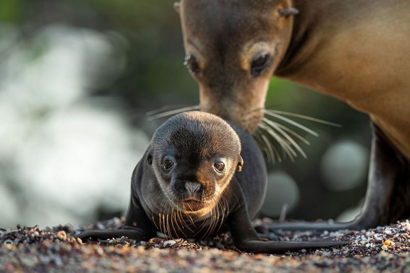 Leoni marini delle Galapagos – Una nuova casa per Leo: dal 22 aprile su Disney+ Disneynature