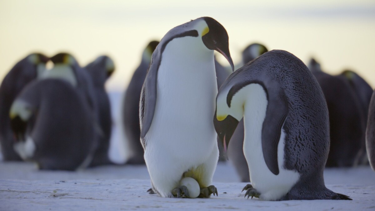 I Segreti dei Pinguini: il trailer e il poster della serie in arrivo su Disney+