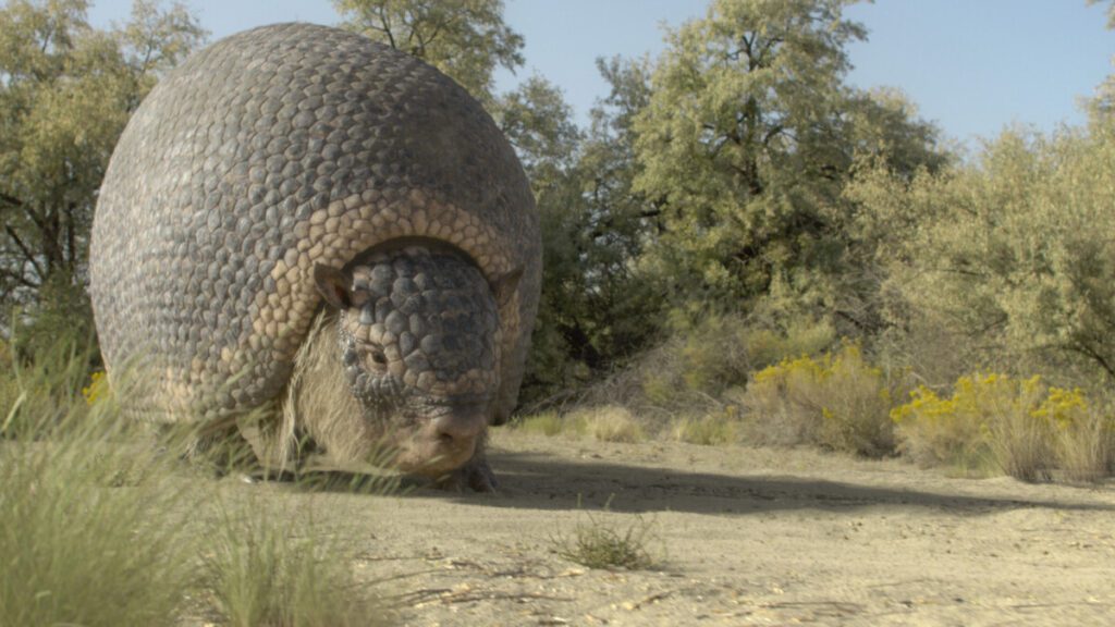 Il Pianeta Preistorico: Era glaciale