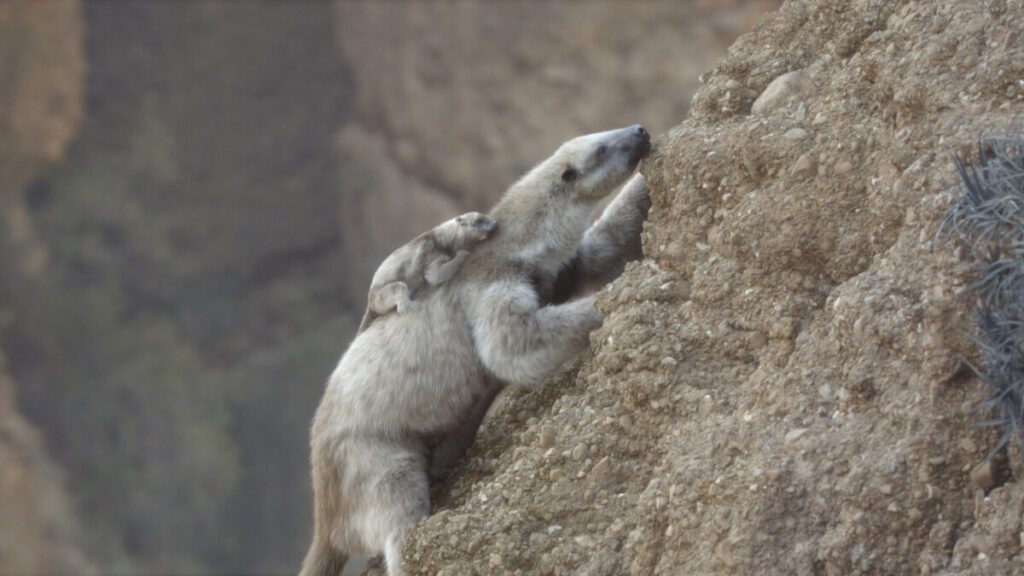 Il Pianeta Preistorico: Era glaciale
