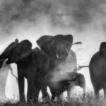 immagine documentario ghost elephant