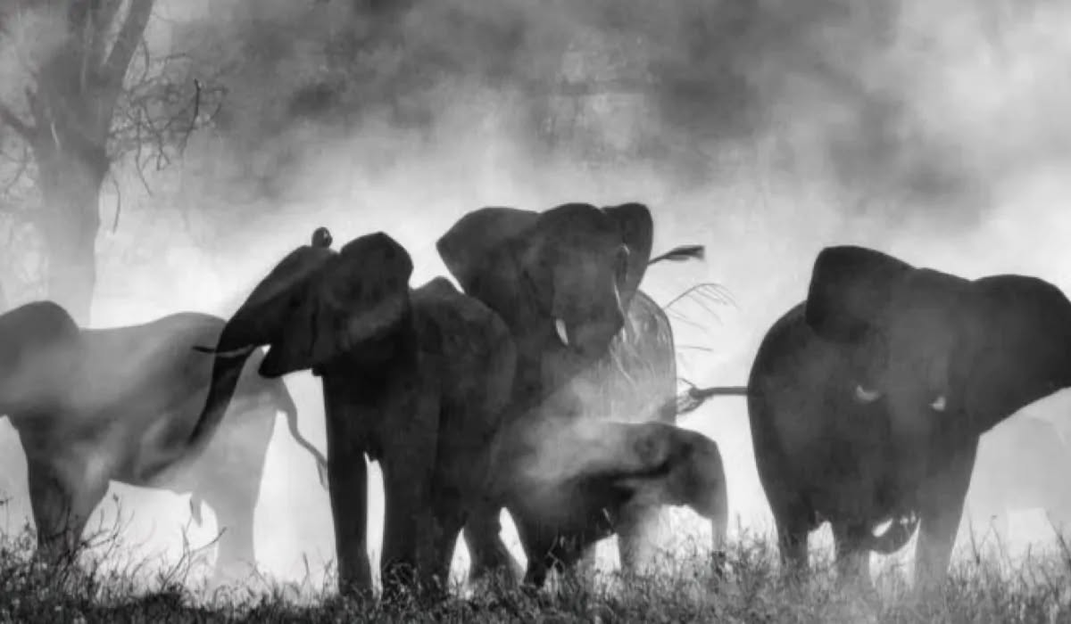 Ghost Elephants di Werner Herzog, la recensione: è il meglio di questa Venezia 2025