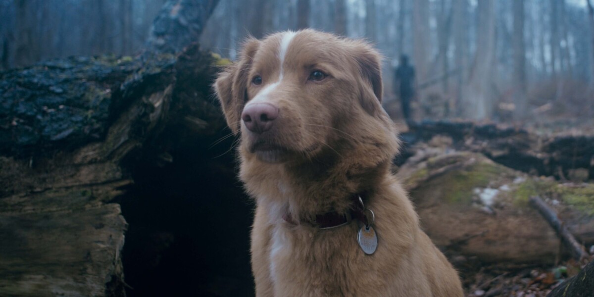 Indy, il cane di Good Boy, chiede un Oscar per gli attori animali