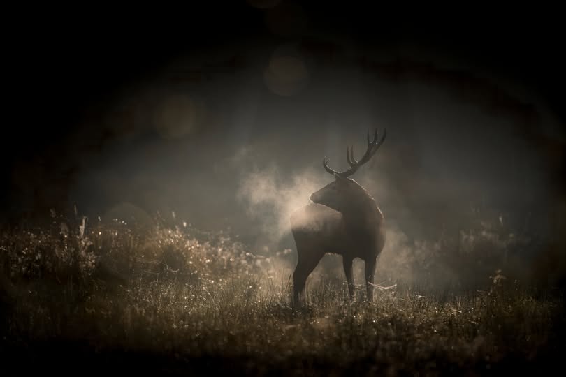 Whispers in the Woods di Vincent Munier alla Festa del Cinema di Roma 2025