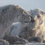 Prehistoric_Planet_Ice_Age_Photo_010105.jpg.photo_modal_show_home_large