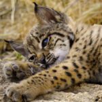 immagine serie born to be wild