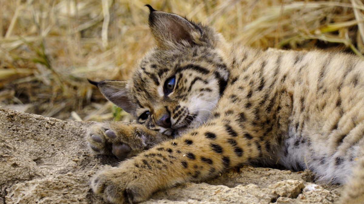 immagine serie born to be wild