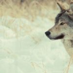 immagine choose earth