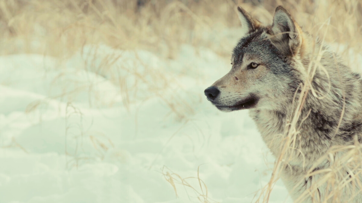 immagine choose earth