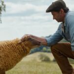 immagine pecore sotto copertura