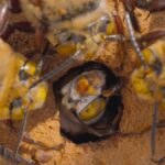 immagine doc i segreti delle api