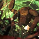 l'alieno rocky di project hail mary