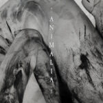 animalia di rocco anelli