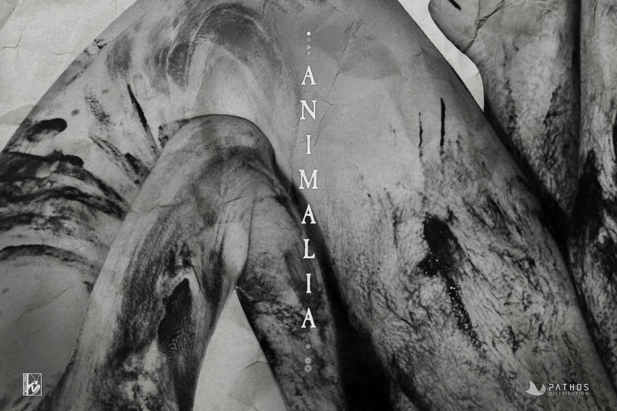 animalia di rocco anelli