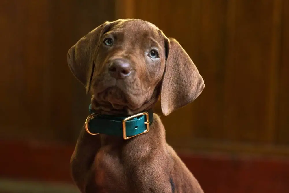 Scooby-Doo: Origins