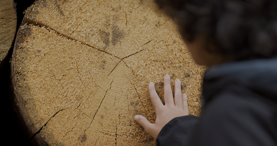 Holy Wood Dust di Victor Kossakovsky