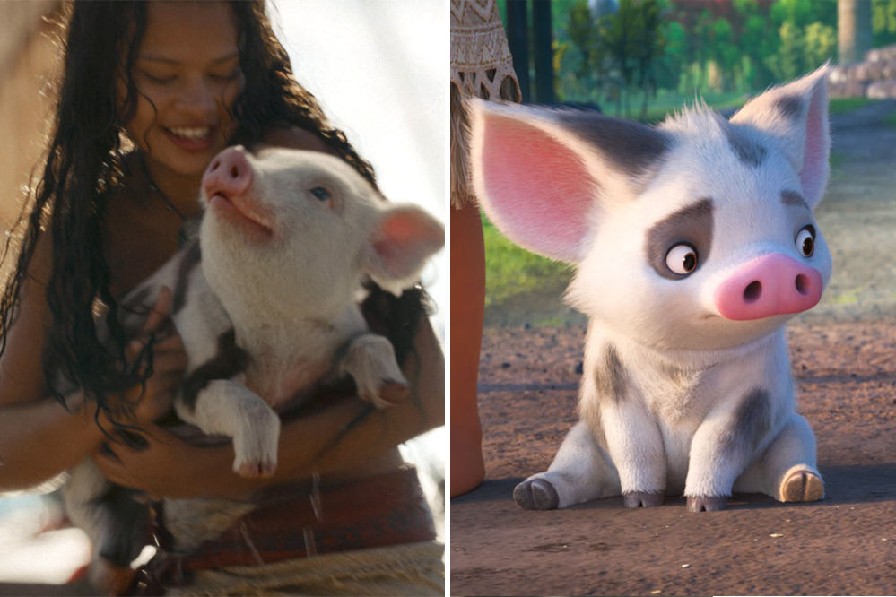 Pua