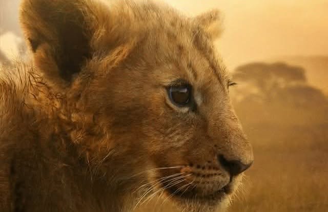 lion