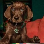 Scooby-Doo: Origins serie Netflix