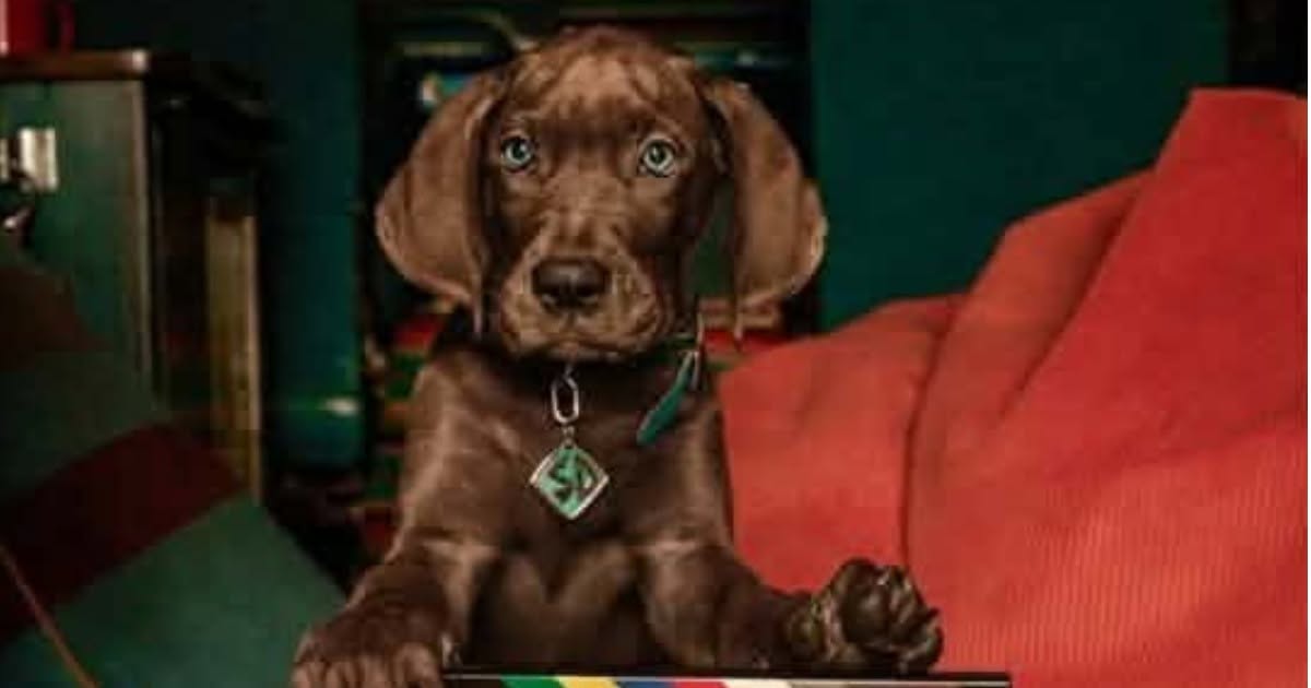 Scooby-Doo: Origins serie Netflix