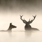 Il canto della foresta